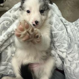 Dyna - White and blue merle female Border Collie puppy in Jonesboro, Arkansas from Hampton Border Collies