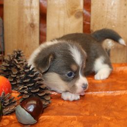 Pembroke Welsh Corgi Puppies from Wild West Corgis of Texas
