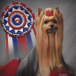 TyAva's Sure Shot - Yorkshire Terrier