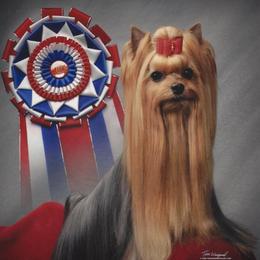 TyAva's Sure Shot - Yorkshire Terrier