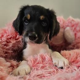 Elvis - Black male Double Doodle puppy in Prescott Valley, Arizona from Ramirez Family Doodles