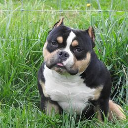 Bulbasaur  - American Bully