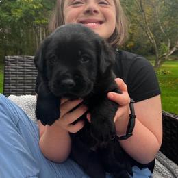 Purpose - Black male Labrador Retriever puppy in Baldwin City, Kansas from Hedge Lane Labradors