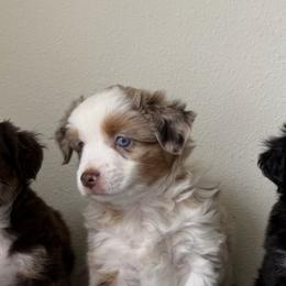 Girl 2 - female Miniature Australian Shepherd puppy in College Station, Texas from Enchanted Oaks Mini/Toy Aussies
