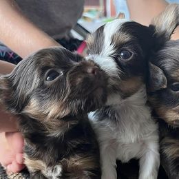 Yorkshire Terriers from MN Yorkies