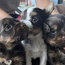 Yorkshire Terriers from MN Yorkies