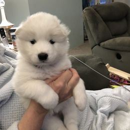 Samoyed Puppies from Calista Samoyeds