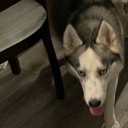 Bam - Siberian Husky