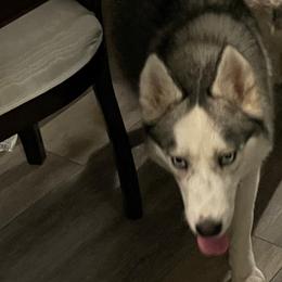 Bam - Siberian Husky