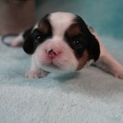 Cavatzu Puppies from Villanueva Puppies