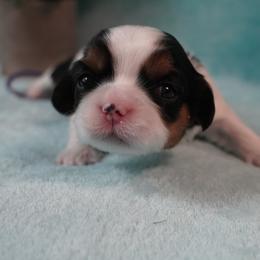 Cavatzu Puppies from Villanueva Puppies