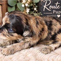 Dolly Parton - Merle female Shihpoo puppy in Delphos, Ohio from Route 66 Puppies