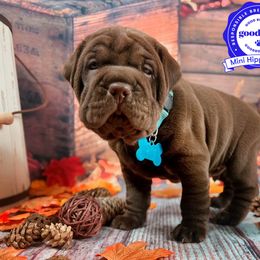 Chinese Shar-Pei and Companion Cross Puppies from Mini Hippo Land