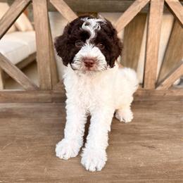 Aspen - Brown and white female Aussiedoodle puppy in Allen, Texas from Calena’s Doodles