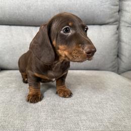 Loki AKC - Chocolate and tan male Dachshund puppy in Orlando, Florida from Metro Doxies of Orlando