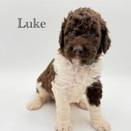 Luke - Chocolate male Goldendoodle puppy in Milford, Pennsylvania from Doodles Are Golden