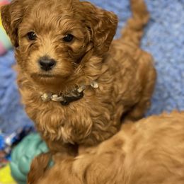 Goldendoodle Puppies from Coal Country Doodles