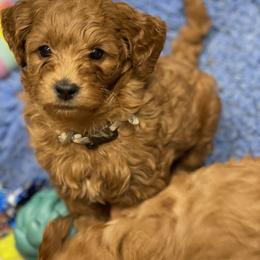 Goldendoodle Puppies from Coal Country Doodles