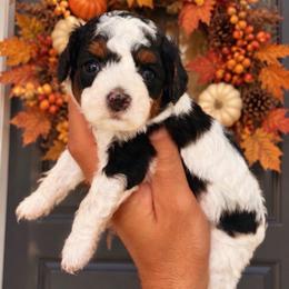 Holstein - Tri-color female Cavapoo puppy in Salt Lake City, Utah from SunnySide Mini Doodles