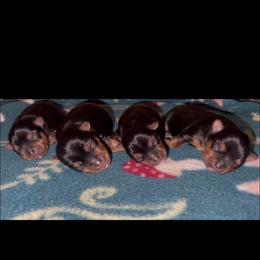 Yorkshire Terrier Puppies from Heaven_sent_toy_yorkies
