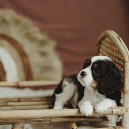 Cavalier King Charles Spaniel and Cavapoo Puppies from The Cav Family