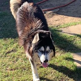 Siberian Husky All Grown Up from Great Warriors