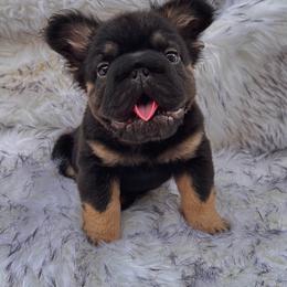 Mr Confident - Black male French Bulldog puppy in Ben Lomond, Arkansas from Miesha Carver's Bulldogs