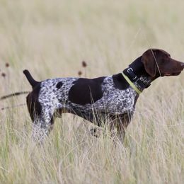 German Shorthaired Pointer All Grown Up from Silver Mountain Pointers