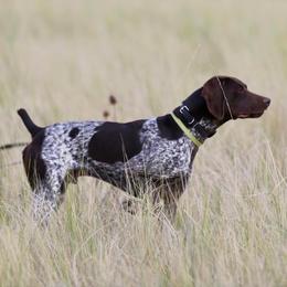 German Shorthaired Pointer All Grown Up from Silver Mountain Pointers
