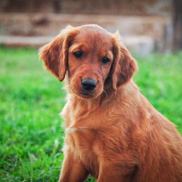 Golden Retriever Puppies from TUX Goldens