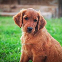 Golden Retriever Puppies from TUX Goldens