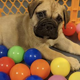 Bullmastiff Puppies from Bristol Hills Bullmastiff