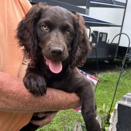Camo - Chocolate female Boykin Spaniel puppy in Farmington, Illinois from Beekauz Kennel