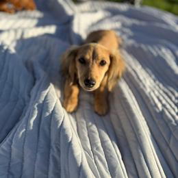 Dachshund puppies from Mini Dachshund Collection