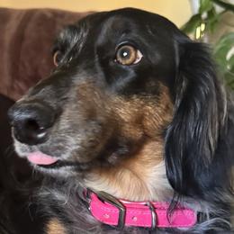 Dachshunds from Sharon Clinton