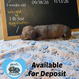 Nomad - Red male Dachshund puppy in Hoquiam, Washington from Heyd's Mini Dachshunds