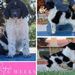 Rogue - Parti female Poodle puppy in Hesperia, California from HD Poodles