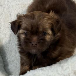 Lilac Shiranian - Brindle female Companion Cross puppy in Avoca, Michigan from Repurposed Paradise Farm