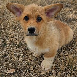 Wednesday - Red female Pembroke Welsh Corgi puppy in Kiowa, Colorado from Cool Water Corgis LLC