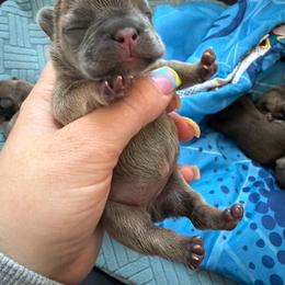 Blue fawn girl 1 - Blue fawn female French Bulldog puppy in Pennsylvania from R & C French Bulldogs