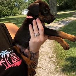 Peppercorn - Black and rust female Doberman Pinscher puppy in Wellington, Ohio from Jessie (TDD, llc)