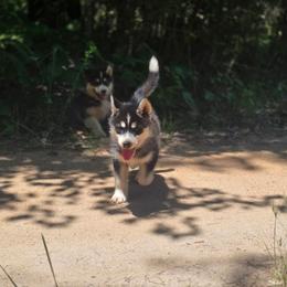 Yiskaad - female Native American Indian Dog puppy in Green Creek, North Carolina from NAID Preservation Project: Corn Moon Medicine Dogs