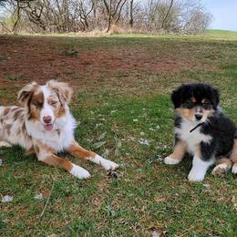Australian Shepherds from Addie's Aussies