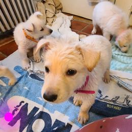 German Shepherd Puppies from Arctic Argonauts