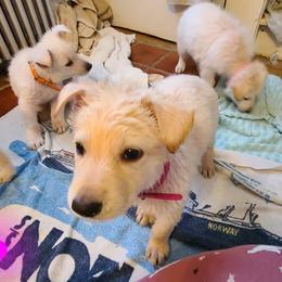 German Shepherd Puppies from Arctic Argonauts