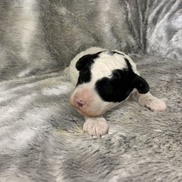 Pickles - Parti male Goldendoodle puppy in Haddam, Kansas from Golden B Acres