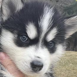 Girl 1 - Black and white female Siberian Husky puppy in Howard City, Michigan from Rustic Pines