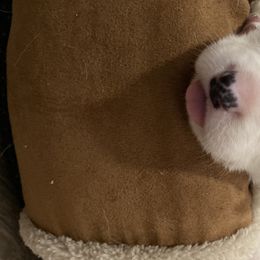 Boy 1 - Cardigan Welsh Corgi puppy in Temecula, California from Kirstin Booth