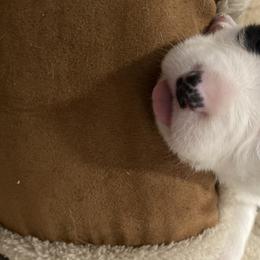 Boy 1 - Cardigan Welsh Corgi puppy in Temecula, California from Kirstin Booth