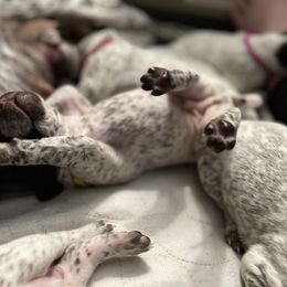 German Shorthaired Pointer Puppies from Bequest German Shorthaired Pointers